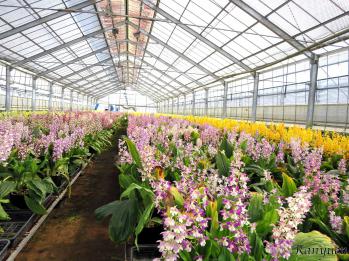 エビネ 蘭裕園 Ranyuen