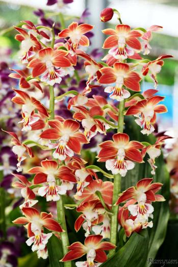 エビネ 蘭裕園 Ranyuen