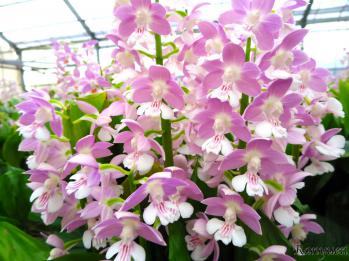 エビネ 蘭裕園 Ranyuen