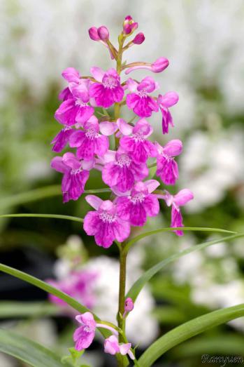 アワチドリ・夢ちどり 蘭裕園 Ranyuen