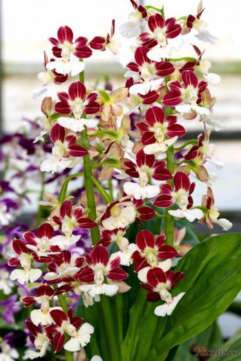 エビネ 蘭裕園 Ranyuen