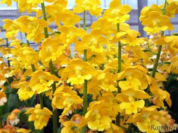 エビネ 蘭裕園 Ranyuen