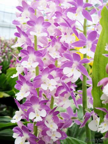 エビネ 蘭裕園 Ranyuen