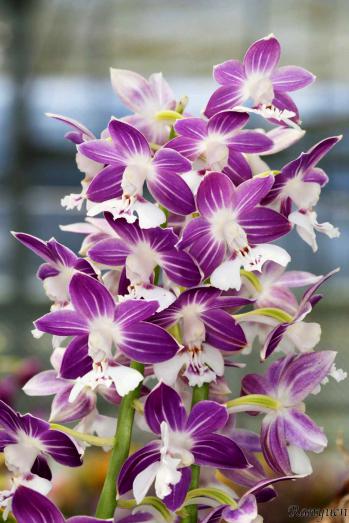 エビネ 蘭裕園 Ranyuen