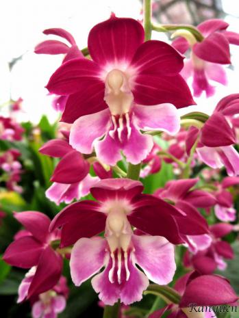 エビネ 蘭裕園 Ranyuen