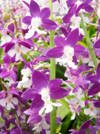 エビネ 蘭裕園 Ranyuen