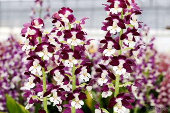 エビネ 蘭裕園 Ranyuen