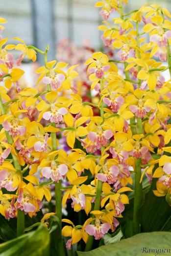 エビネ 蘭裕園 Ranyuen