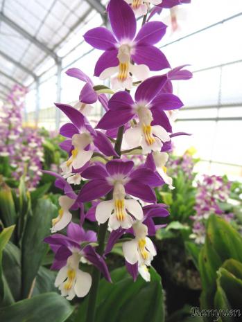 エビネ 蘭裕園 Ranyuen