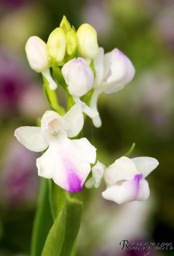 アワチドリ・夢ちどり 蘭裕園 Ranyuen