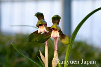春蘭 蘭裕園 Ranyuen