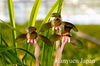 春蘭 蘭裕園 Ranyuen