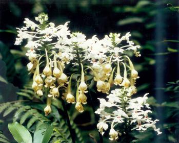 ツルラン 蘭裕園 Ranyuen