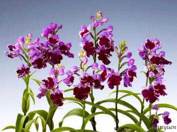 アワチドリ・夢ちどり 蘭裕園 Ranyuen