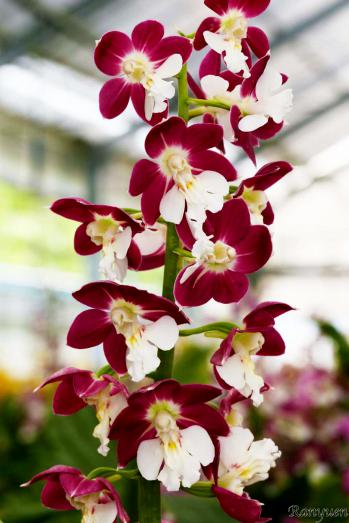 エビネ 蘭裕園 Ranyuen