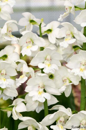 エビネ 蘭裕園 Ranyuen