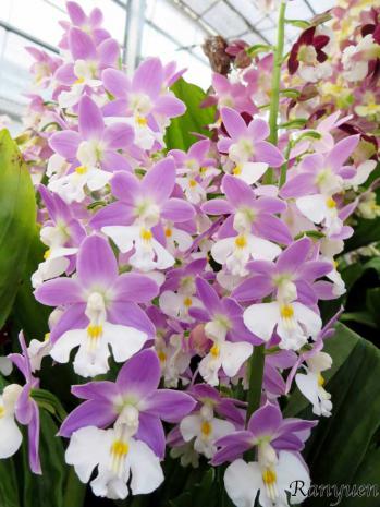 エビネ 蘭裕園 Ranyuen