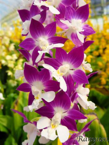 エビネ 蘭裕園 Ranyuen