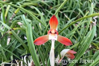 春蘭 蘭裕園 Ranyuen