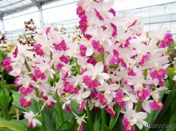 エビネ 蘭裕園 Ranyuen