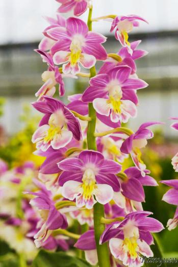 エビネ 蘭裕園 Ranyuen