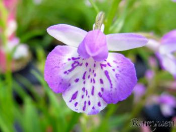 アワチドリ・夢ちどり 蘭裕園 Ranyuen