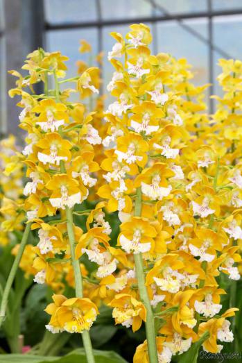 エビネ 蘭裕園 Ranyuen