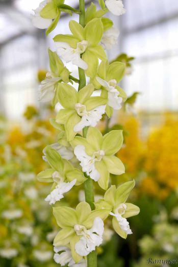 エビネ 蘭裕園 Ranyuen