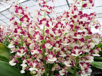 エビネ 蘭裕園 Ranyuen