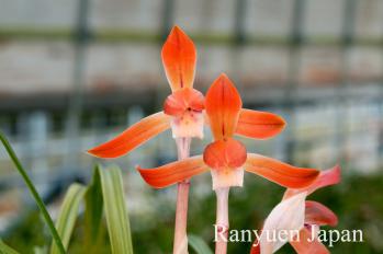 春蘭 蘭裕園 Ranyuen