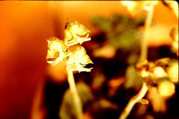 キバナシュスラン 蘭裕園 Ranyuen