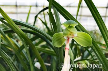 春蘭 蘭裕園 Ranyuen