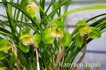 春蘭 蘭裕園 Ranyuen