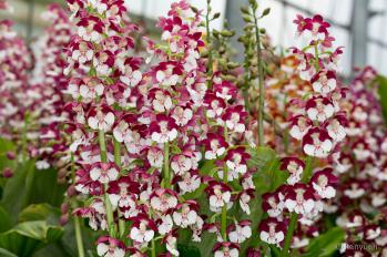 Calanthe Ranyuen