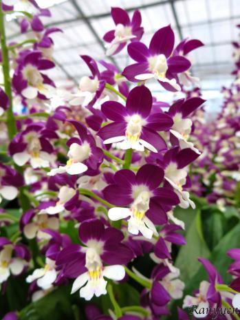 エビネ 蘭裕園 Ranyuen