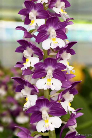 Calanthe Ranyuen