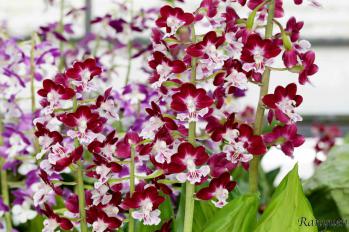 エビネ 蘭裕園 Ranyuen