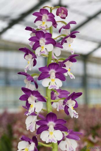 エビネ 蘭裕園 Ranyuen