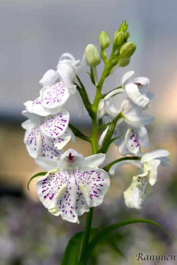 アワチドリ・夢ちどり 蘭裕園 Ranyuen