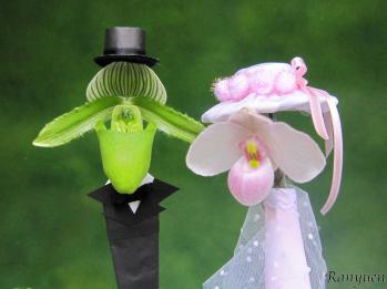 蘭裕園スタイル 蘭裕園 Ranyuen