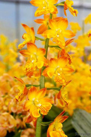 エビネ 蘭裕園 Ranyuen