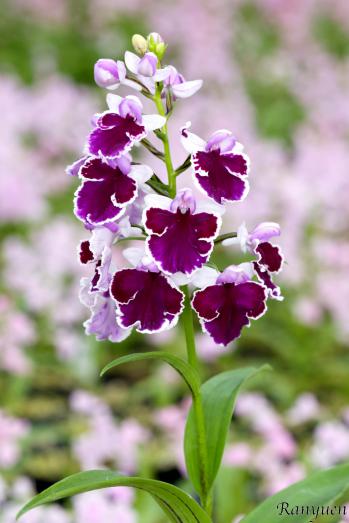 アワチドリ・夢ちどり 蘭裕園 Ranyuen