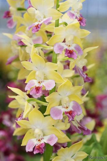 エビネ 蘭裕園 Ranyuen