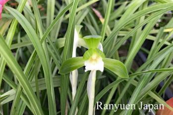 春蘭 蘭裕園 Ranyuen