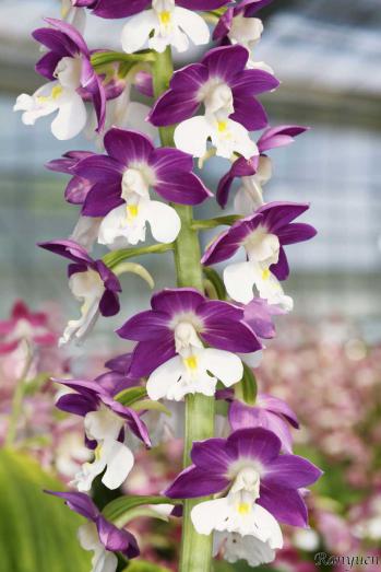 エビネ 蘭裕園 Ranyuen