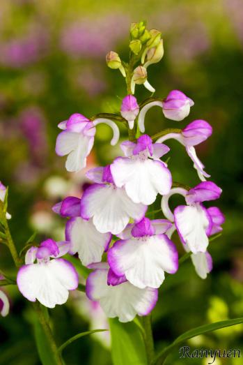 アワチドリ・夢ちどり 蘭裕園 Ranyuen