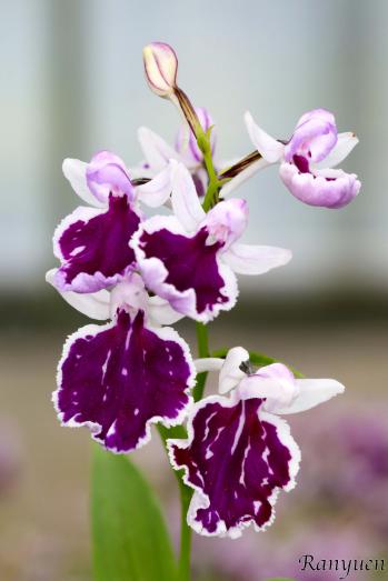 アワチドリ・夢ちどり 蘭裕園 Ranyuen