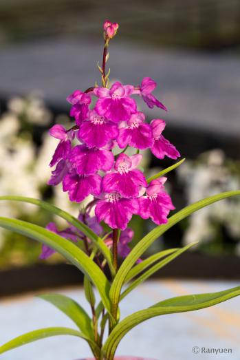 アワチドリ・夢ちどり 蘭裕園 Ranyuen