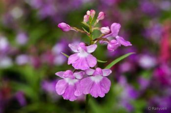 アワチドリ・夢ちどり 蘭裕園 Ranyuen