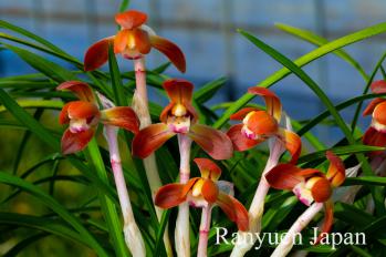 春蘭 蘭裕園 Ranyuen